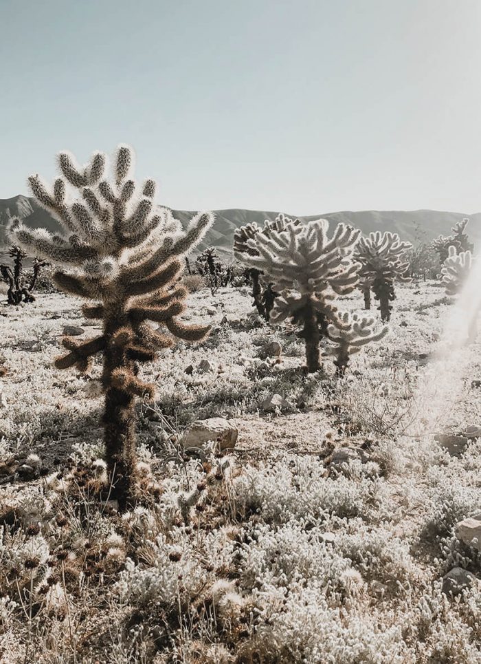 tania-miron-5BEbZRn79Oc-unsplash-crp